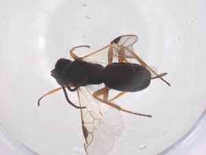  ( - CBG-B02731-E08)  @11 [ ] CreativeCommons - Attribution Share - Alike (2025) Centre for Biodiversity Genomics Centre for Biodiversity Genomics