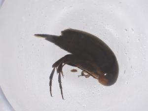  ( - CBG-B02732-E11)  @11 [ ] CreativeCommons - Attribution Share - Alike (2025) Centre for Biodiversity Genomics Centre for Biodiversity Genomics