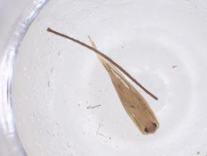  ( - CBG-B02737-F09)  @11 [ ] CreativeCommons - Attribution Share - Alike (2025) Centre for Biodiversity Genomics Centre for Biodiversity Genomics