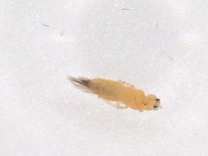  ( - CBG-B02756-B03)  @11 [ ] CreativeCommons - Attribution Share - Alike (2025) Centre for Biodiversity Genomics Centre for Biodiversity Genomics