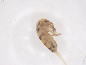  ( - CBG-B02756-B08)  @11 [ ] CreativeCommons - Attribution Share - Alike (2025) Centre for Biodiversity Genomics Centre for Biodiversity Genomics