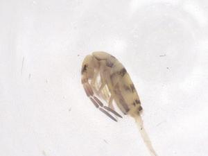  ( - CBG-B02756-B12)  @11 [ ] CreativeCommons - Attribution Share - Alike (2025) Centre for Biodiversity Genomics Centre for Biodiversity Genomics