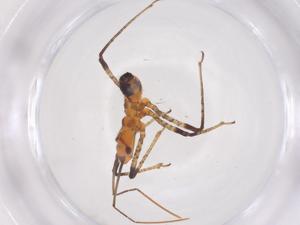  (Rhynocoris fuscipes - CBG-B03101-C05)  @11 [ ] CreativeCommons - Attribution Share - Alike (2025) Centre for Biodiversity Genomics Centre for Biodiversity Genomics