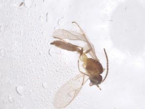  ( - CBG-B03139-H08)  @11 [ ] CreativeCommons - Attribution Share - Alike (2025) Centre for Biodiversity Genomics Centre for Biodiversity Genomics