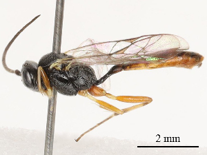  ( - CBG-B03151-B05)  @11 [ ] CreativeCommons - Attribution Share - Alike (2025) CBG Photography Group Centre for Biodiversity Genomics