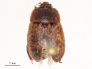  (Phenolia picta - CBG-B03151-G10)  @11 [ ] CreativeCommons - Attribution Share - Alike (2025) CBG Photography Group Centre for Biodiversity Genomics