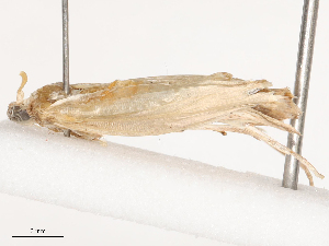  ( - CBG-B03157-A07)  @11 [ ] CreativeCommons - Attribution Share - Alike (2025) CBG Photography Group Centre for Biodiversity Genomics