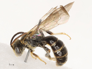  ( - CBG-B03157-C04)  @11 [ ] CreativeCommons - Attribution Share - Alike (2025) CBG Photography Group Centre for Biodiversity Genomics