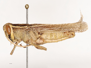  ( - CBG-B03157-H05)  @11 [ ] CreativeCommons - Attribution Share - Alike (2025) CBG Photography Group Centre for Biodiversity Genomics