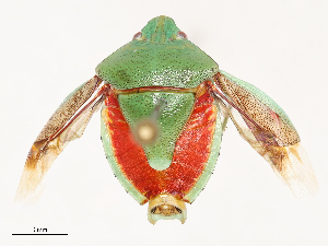  ( - CBG-B03166-F10)  @11 [ ] CreativeCommons - Attribution Share - Alike (2025) CBG Photography Group Centre for Biodiversity Genomics