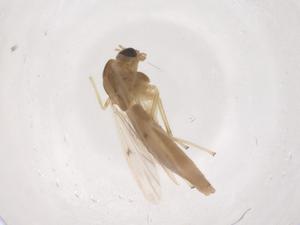  ( - CBG-B03527-B10)  @11 [ ] CreativeCommons - Attribution Share - Alike (2025) Centre for Biodiversity Genomics Centre for Biodiversity Genomics