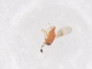  ( - CBG-B03530-D11)  @11 [ ] CreativeCommons - Attribution Share - Alike (2025) Centre for Biodiversity Genomics Centre for Biodiversity Genomics