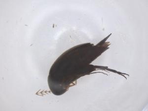  ( - CBG-B03532-F09)  @11 [ ] CreativeCommons - Attribution Share - Alike (2025) Centre for Biodiversity Genomics Centre for Biodiversity Genomics