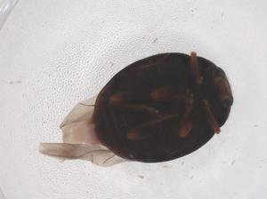  ( - CBG-B03533-G03)  @11 [ ] CreativeCommons - Attribution Share - Alike (2025) Centre for Biodiversity Genomics Centre for Biodiversity Genomics