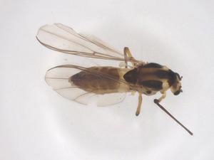  ( - CBG-B04381-C09)  @11 [ ] CreativeCommons - Attribution Share - Alike (2025) Centre for Biodiversity Genomics Centre for Biodiversity Genomics