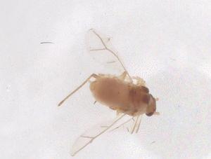  ( - CBG-B04384-E07)  @11 [ ] CreativeCommons - Attribution Share - Alike (2025) Centre for Biodiversity Genomics Centre for Biodiversity Genomics