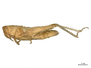  ( - CBG-B04470-A07)  @11 [ ] CreativeCommons - Attribution Share - Alike (2025) CBG Photography Group Centre for Biodiversity Genomics