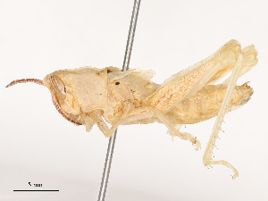  ( - CBG-B04470-A11)  @11 [ ] CreativeCommons - Attribution Share - Alike (2025) CBG Photography Group Centre for Biodiversity Genomics