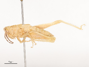  ( - CBG-B04470-B02)  @11 [ ] CreativeCommons - Attribution Share - Alike (2025) CBG Photography Group Centre for Biodiversity Genomics