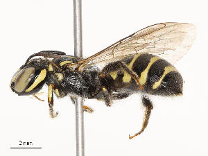  ( - CBG-B04470-E01)  @11 [ ] CreativeCommons - Attribution Share - Alike (2025) CBG Photography Group Centre for Biodiversity Genomics