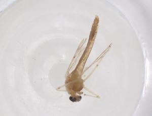  ( - CBG-B05180-D04)  @11 [ ] CreativeCommons - Attribution Share - Alike (2025) Centre for Biodiversity Genomics Centre for Biodiversity Genomics