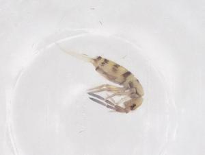  ( - CBG-B05180-F03)  @11 [ ] CreativeCommons - Attribution Share - Alike (2025) Centre for Biodiversity Genomics Centre for Biodiversity Genomics