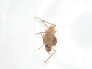  ( - CBG-B05182-H08)  @11 [ ] CreativeCommons - Attribution Share - Alike (2025) Centre for Biodiversity Genomics Centre for Biodiversity Genomics