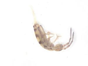  ( - CBG-B15257-C01)  @11 [ ] CreativeCommons - Attribution Share - Alike (2025) Centre for Biodiversity Genomics Centre for Biodiversity Genomics