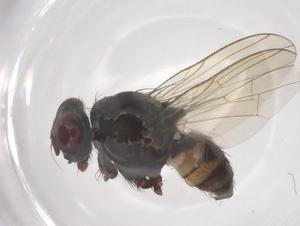  ( - CBG-B15257-E10)  @11 [ ] CreativeCommons - Attribution Share - Alike (2025) Centre for Biodiversity Genomics Centre for Biodiversity Genomics