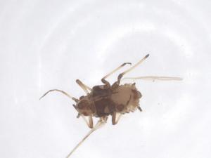  ( - CBG-B15258-E12)  @11 [ ] CreativeCommons - Attribution Share - Alike (2025) Centre for Biodiversity Genomics Centre for Biodiversity Genomics