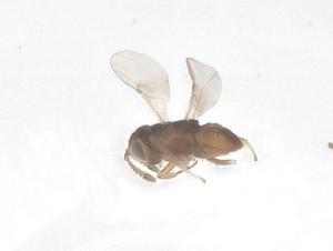  ( - CBG-B15270-A01)  @11 [ ] CreativeCommons - Attribution Share - Alike (2025) Centre for Biodiversity Genomics Centre for Biodiversity Genomics