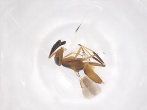  ( - CBG-B15747-F05)  @11 [ ] CreativeCommons - Attribution Share - Alike (2025) Centre for Biodiversity Genomics Centre for Biodiversity Genomics