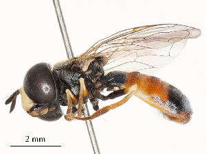  ( - CBG-B15758-D05)  @11 [ ] CreativeCommons - Attribution Share - Alike (2025) CBG Photography Group Centre for Biodiversity Genomics