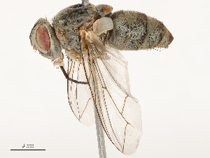  (Estheria pallicornis - CBG-B15760-F10)  @11 [ ] CreativeCommons - Attribution Share - Alike (2025) CBG Photography Group Centre for Biodiversity Genomics