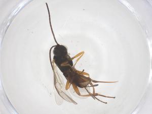  ( - CBG-B20056-B02)  @11 [ ] CreativeCommons - Attribution Share - Alike (2025) Centre for Biodiversity Genomics Centre for Biodiversity Genomics