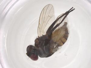  ( - CBG-B20061-A03)  @11 [ ] CreativeCommons - Attribution Share - Alike (2025) Centre for Biodiversity Genomics Centre for Biodiversity Genomics