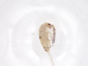  ( - CBG-B20061-F09)  @11 [ ] CreativeCommons - Attribution Share - Alike (2025) Centre for Biodiversity Genomics Centre for Biodiversity Genomics