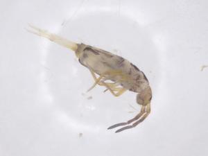  ( - CBG-B20072-C03)  @11 [ ] CreativeCommons - Attribution Share - Alike (2025) Centre for Biodiversity Genomics Centre for Biodiversity Genomics