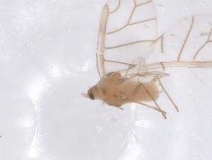  ( - CBG-B20072-C07)  @11 [ ] CreativeCommons - Attribution Share - Alike (2025) Centre for Biodiversity Genomics Centre for Biodiversity Genomics