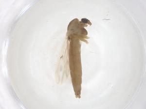  ( - CBG-B20073-A03)  @11 [ ] CreativeCommons - Attribution Share - Alike (2025) Centre for Biodiversity Genomics Centre for Biodiversity Genomics