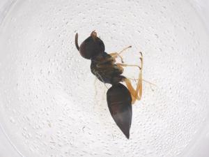  ( - CBG-B23597-B12)  @11 [ ] CreativeCommons - Attribution Share - Alike (2025) Centre for Biodiversity Genomics Centre for Biodiversity Genomics