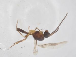  ( - CBG-B23598-G09)  @11 [ ] CreativeCommons - Attribution Share - Alike (2025) Centre for Biodiversity Genomics Centre for Biodiversity Genomics