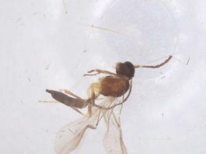  ( - CBG-B23602-D10)  @11 [ ] CreativeCommons - Attribution Share - Alike (2025) Centre for Biodiversity Genomics Centre for Biodiversity Genomics