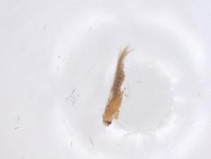  ( - CBG-B23602-E03)  @11 [ ] CreativeCommons - Attribution Share - Alike (2025) Centre for Biodiversity Genomics Centre for Biodiversity Genomics