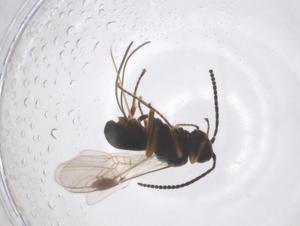  ( - CBG-B23620-H05)  @11 [ ] CreativeCommons - Attribution Share - Alike (2025) Centre for Biodiversity Genomics Centre for Biodiversity Genomics