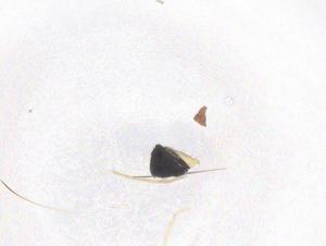  ( - CBG-B23622-A09)  @11 [ ] CreativeCommons - Attribution Share - Alike (2025) Centre for Biodiversity Genomics Centre for Biodiversity Genomics