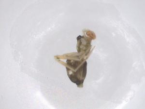  ( - CBG-B23623-G09)  @11 [ ] CreativeCommons - Attribution Share - Alike (2025) Centre for Biodiversity Genomics Centre for Biodiversity Genomics