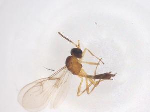  ( - CBG-B23625-C11)  @11 [ ] CreativeCommons - Attribution Share - Alike (2025) Centre for Biodiversity Genomics Centre for Biodiversity Genomics