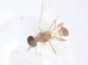  (Aphidius asiaticus - CBG-B23626-D01)  @11 [ ] CreativeCommons - Attribution Share - Alike (2025) Centre for Biodiversity Genomics Centre for Biodiversity Genomics