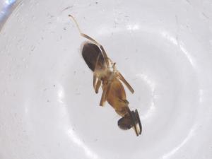  ( - CBG-B23629-E06)  @11 [ ] CreativeCommons - Attribution Share - Alike (2025) Centre for Biodiversity Genomics Centre for Biodiversity Genomics